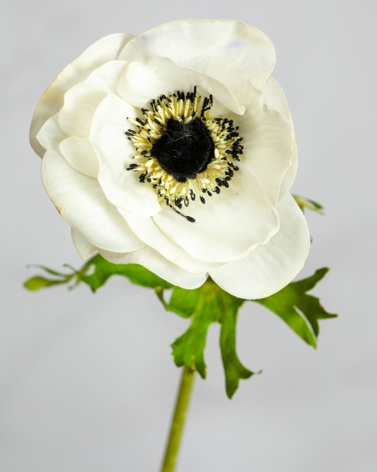 Prestige Botanicals Artificial White Anemone Flower close up