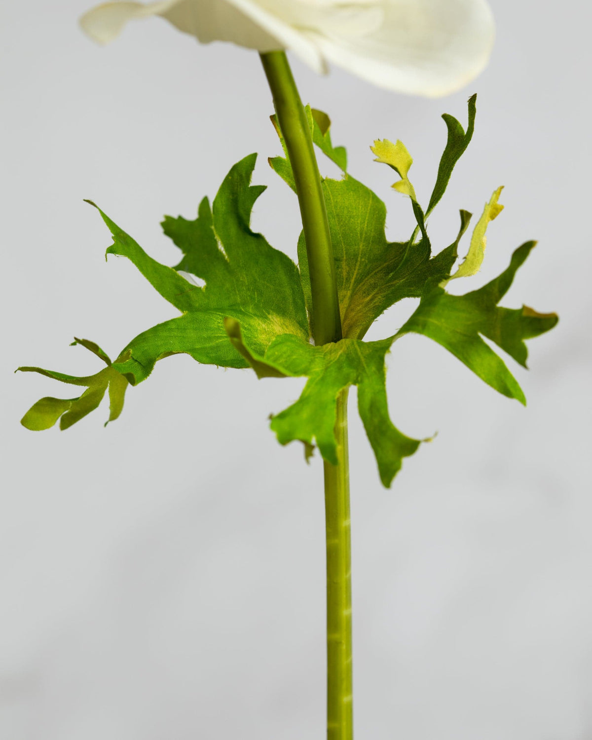 Prestige Botanicals Artificial White Anemone leaf close up