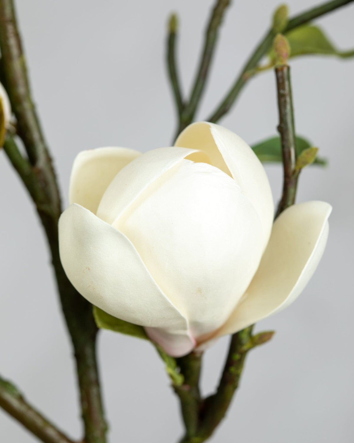 Prestige Botanicals Artificial White Magnolia tulip Branch close up