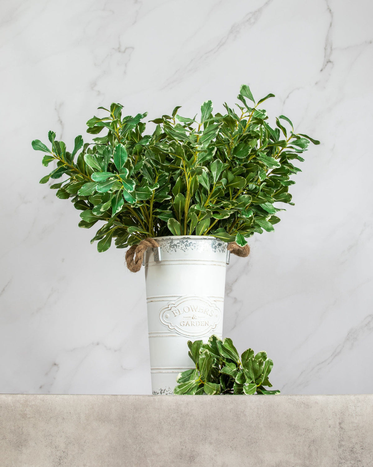 Prestige Botanicals Artificial Pittosporum Foliage in a white tin vase