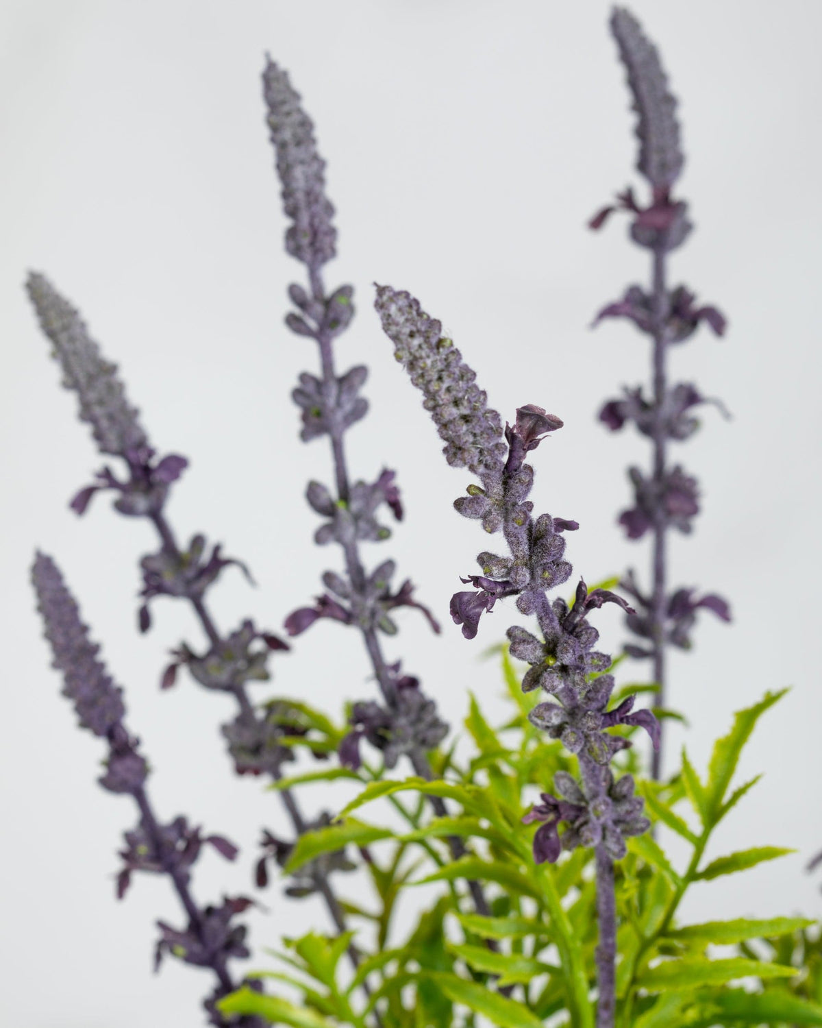 Prestige Botanicals Artificial Lavender close up