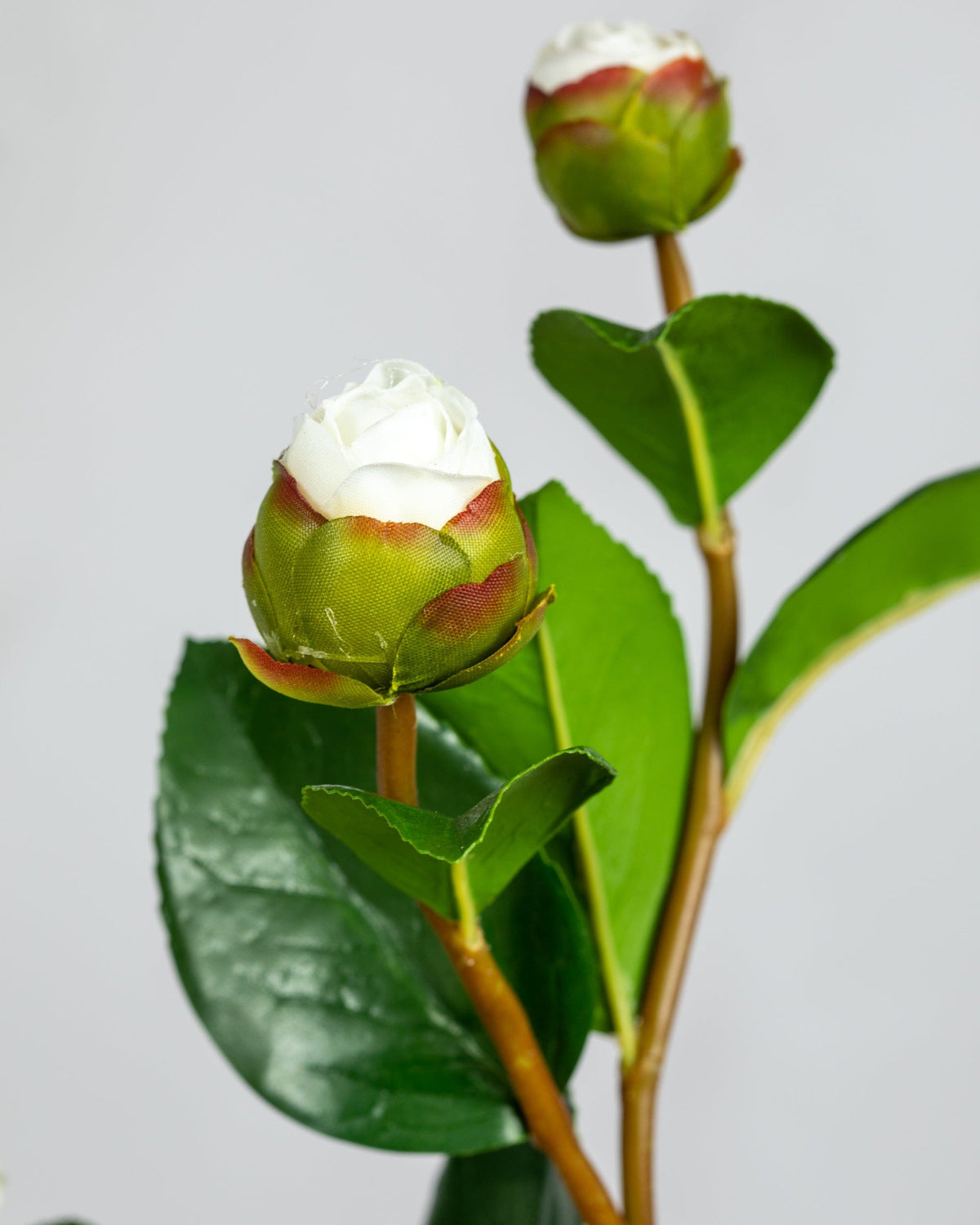 Prestige Botanicals Artificial White Camellia bud close up