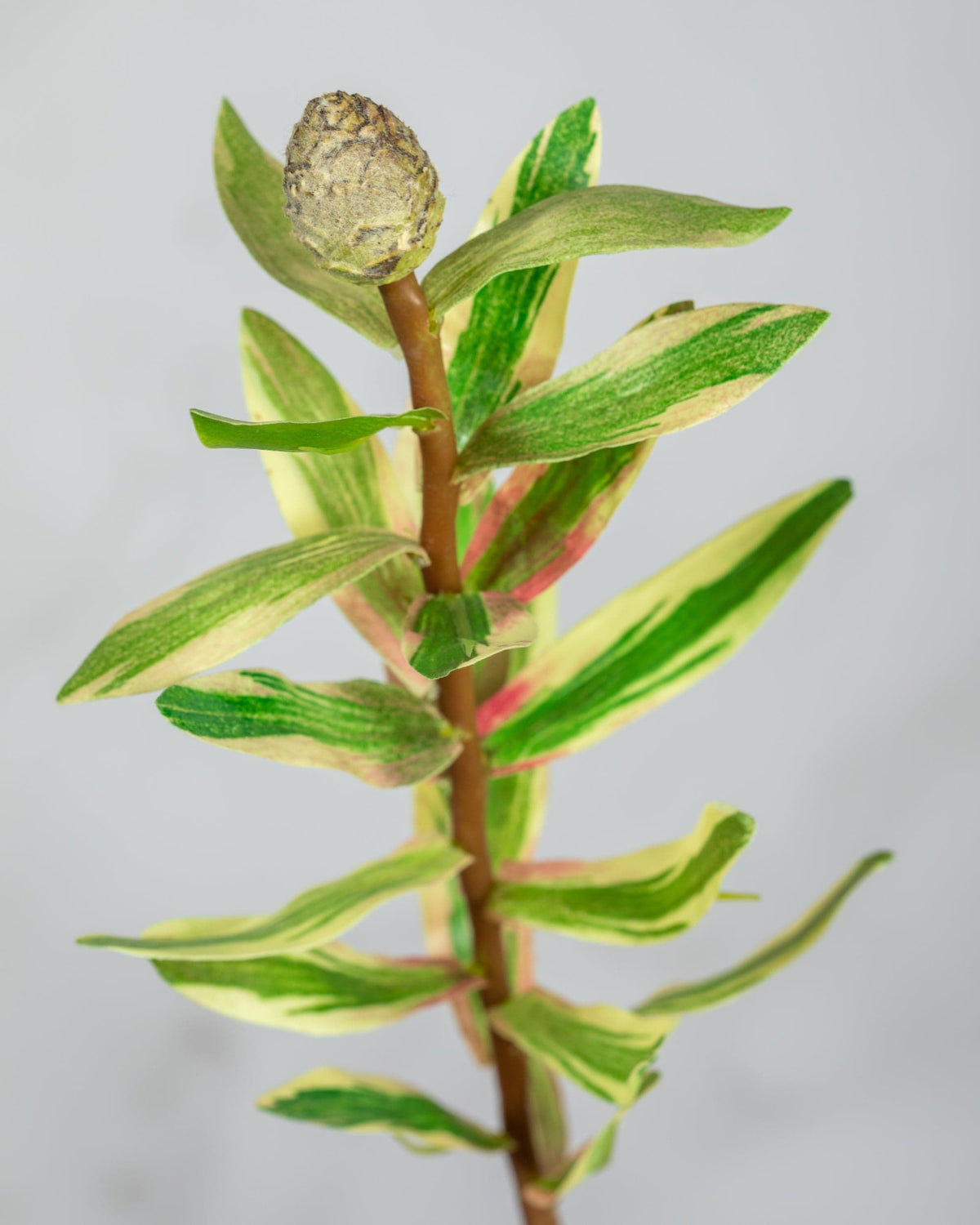 Prestige Botanicals Artificial Leucadendron Cone Foliage close up