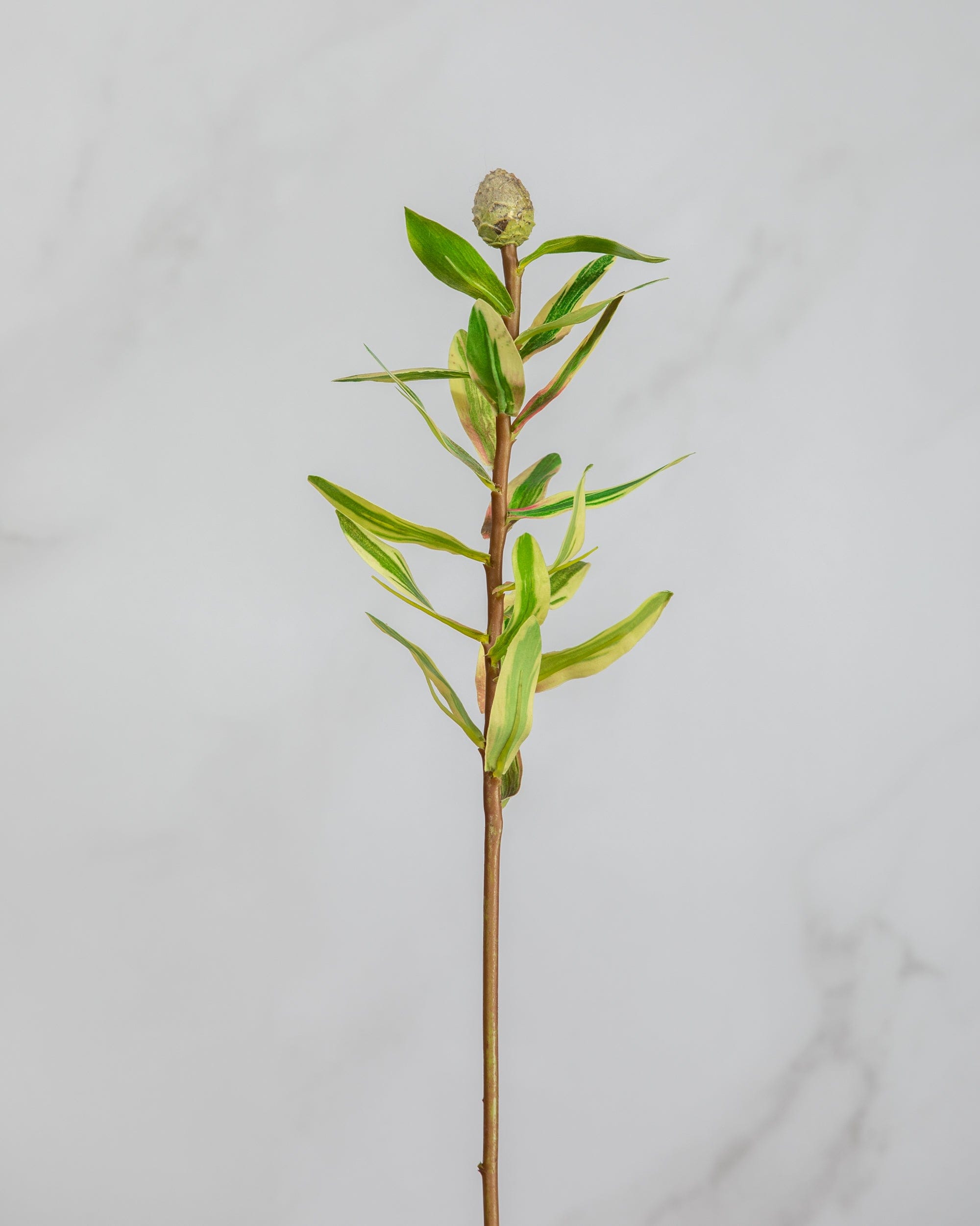 Prestige Botanicals Artificial Leucadendron Cone Foliage Stem