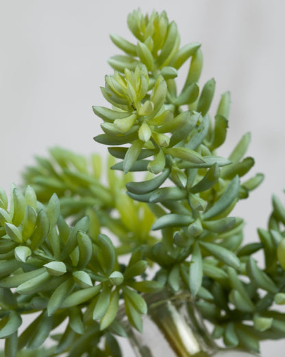 Prestige Botanicals Artificial Jade Lotus Succulent close up