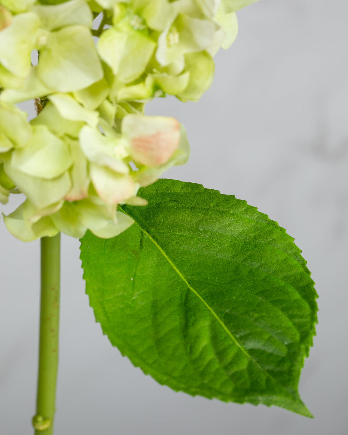 Prestige Botanicals Artificial Green Hydrangea leaf close up