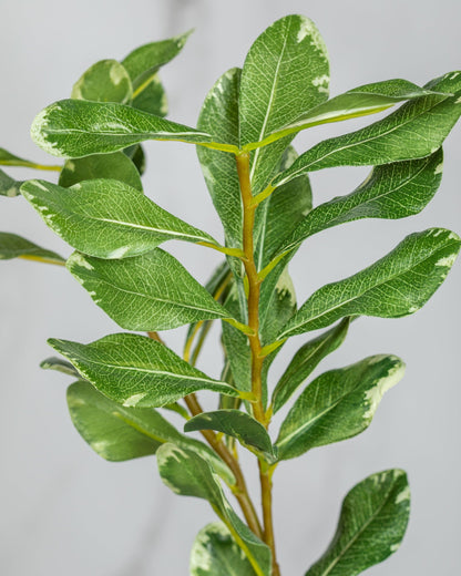 Prestige Botanicals Artificial Pittosporum Foliage close up