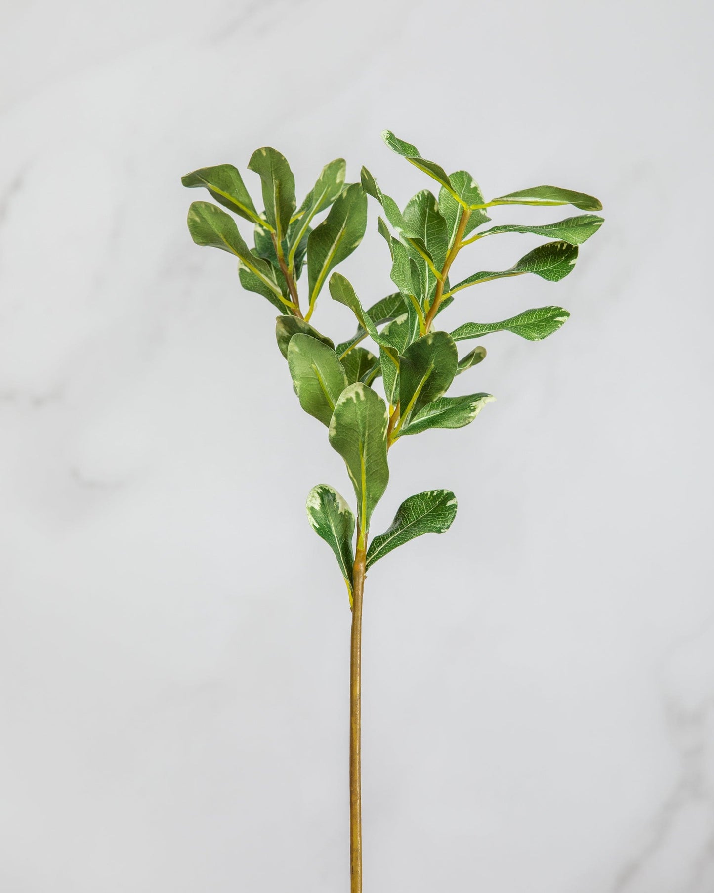 Prestige Botanicals Artificial Pittosporum Foliage Stem