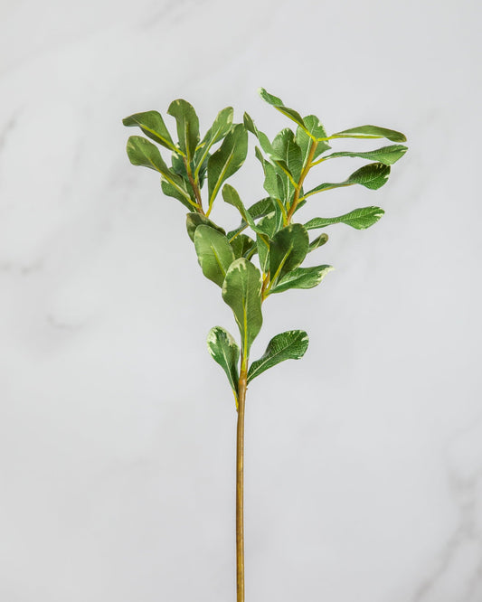 Prestige Botanicals Artificial Pittosporum Foliage Stem