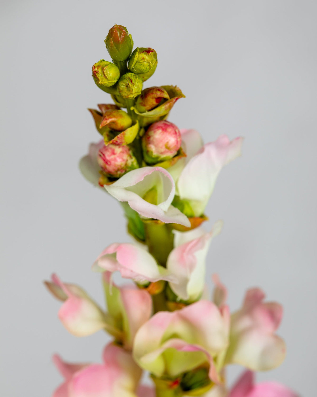 Prestige Botanicals Artificial Pink Snapdragon close up