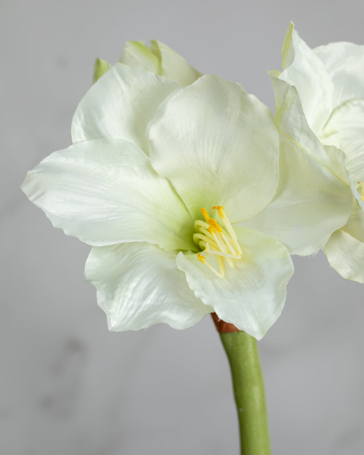 Prestige Botanicals Artificial White Amaryllis close up