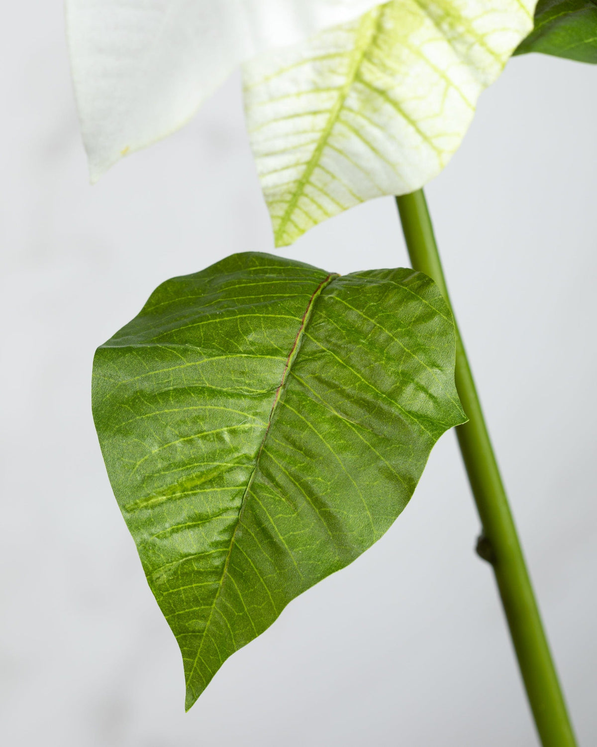 Prestige Botanicals Artificial White Poinsettia leaf close up