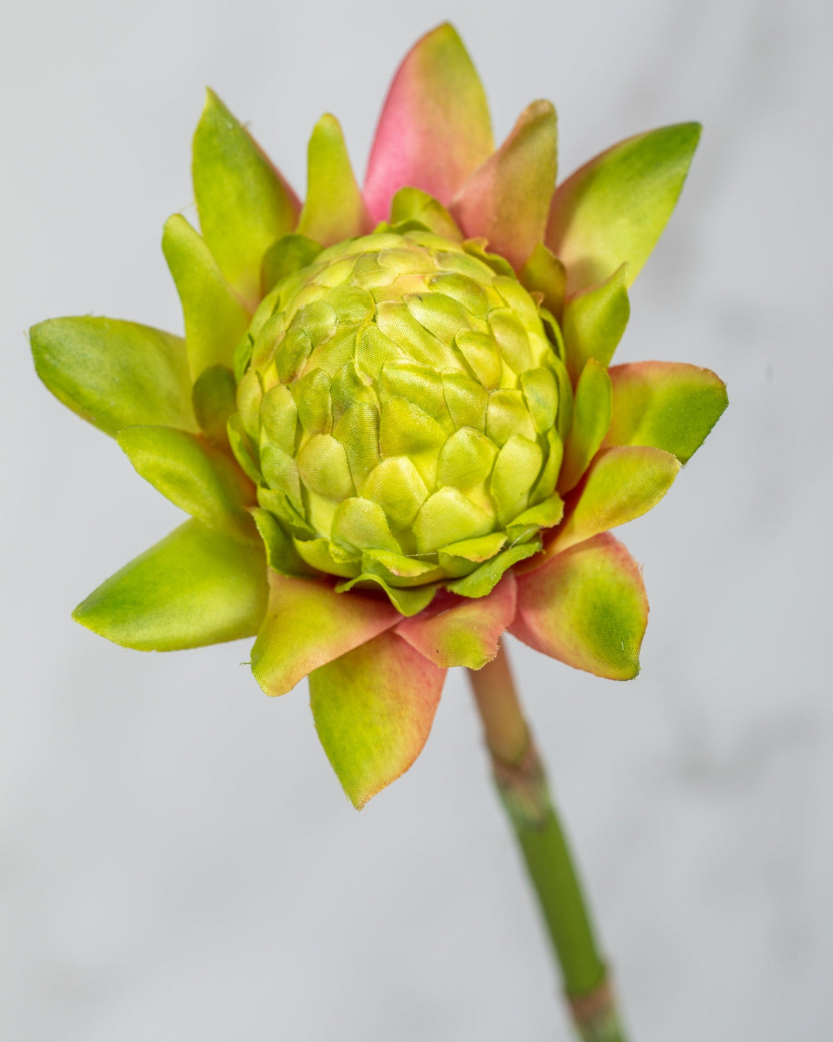 Prestige Botanicals Artificial Green Waratah close up