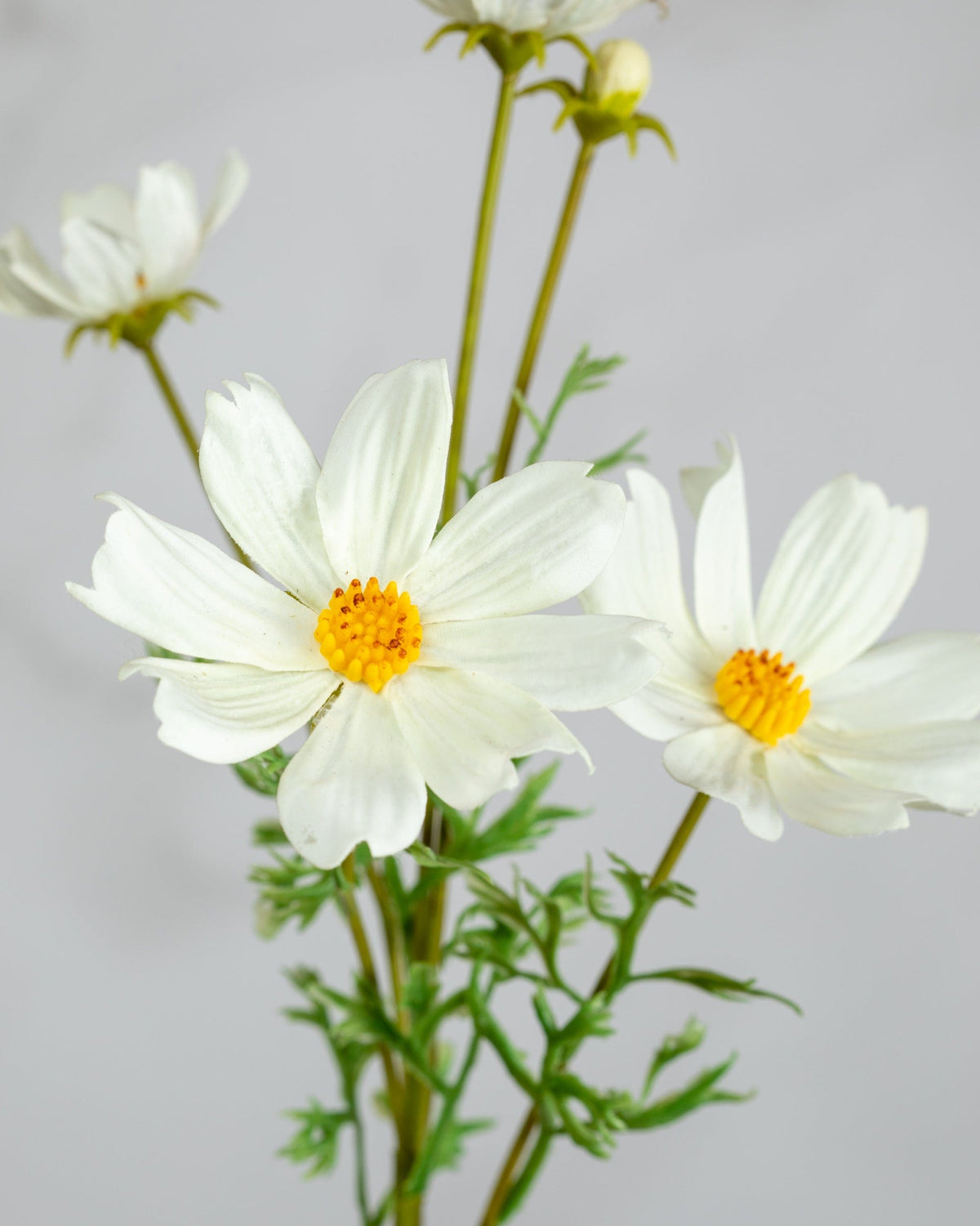 Prestige Botanicals Artificial White Cosmos Flower close up