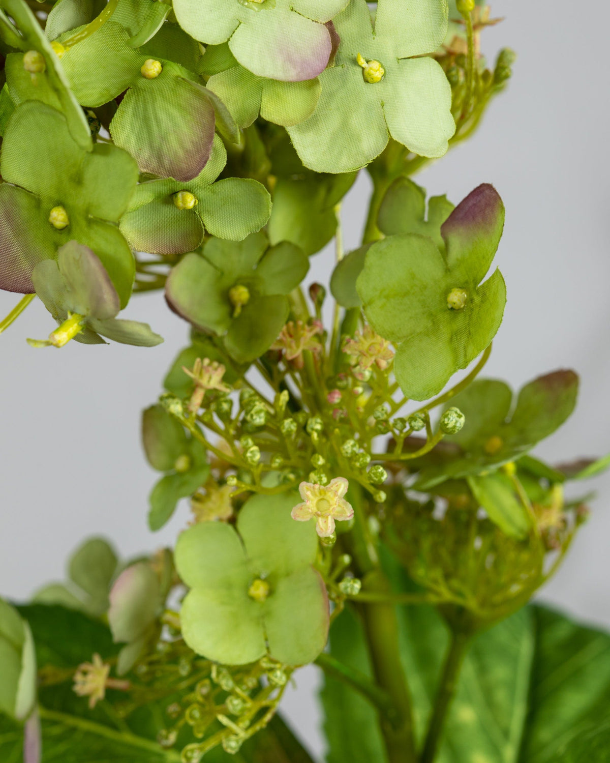 Prestige Botanicals Artificial Green Butterfly Hydrangea close up