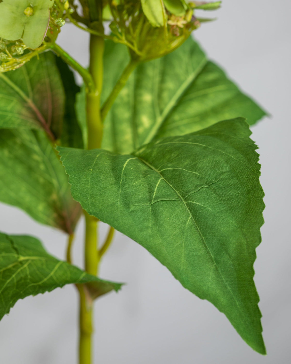 Prestige Botanicals Artificial Green Butterfly Hydrangea leaf close up