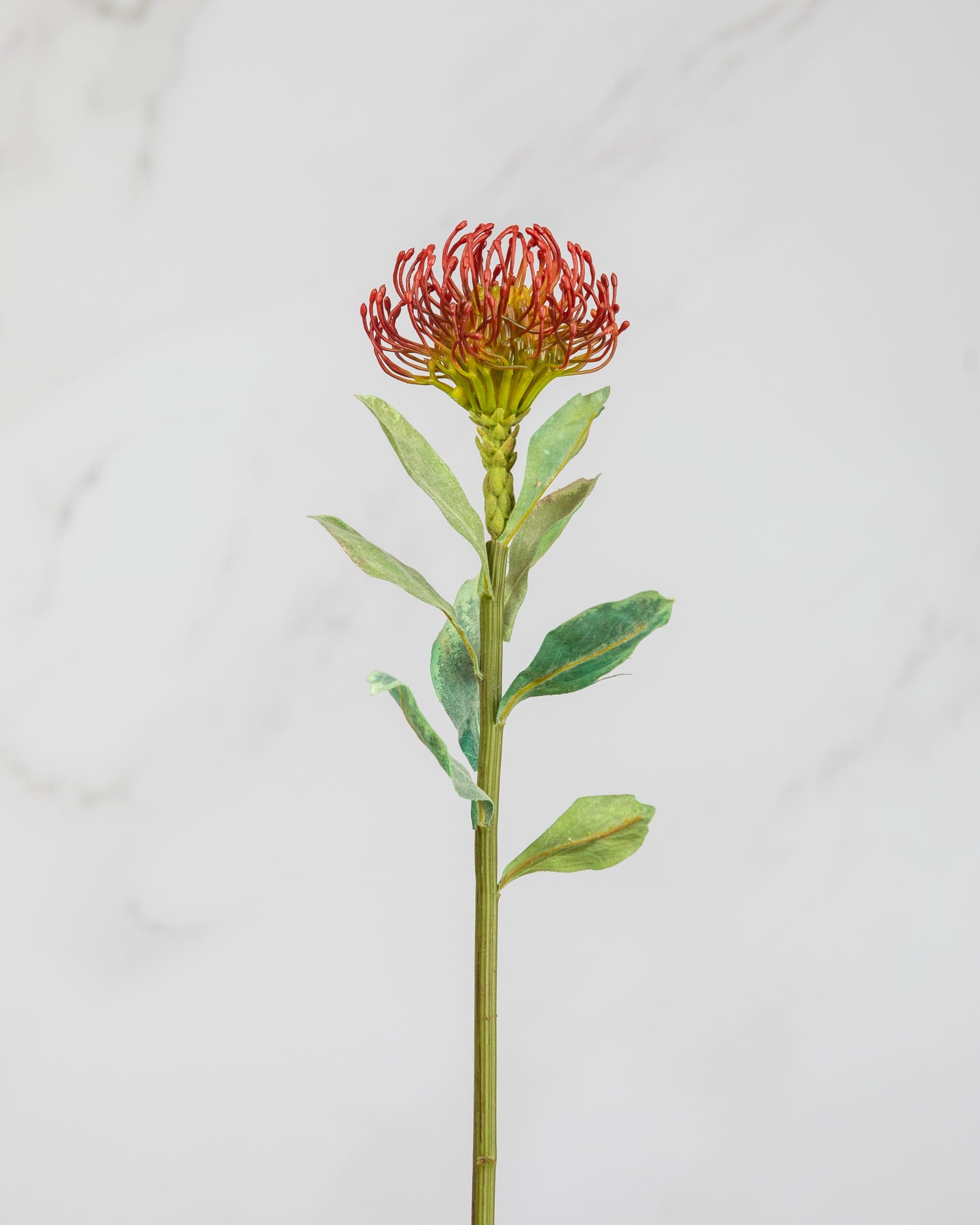 Prestige Botanicals Artificial Pincushion protea stem