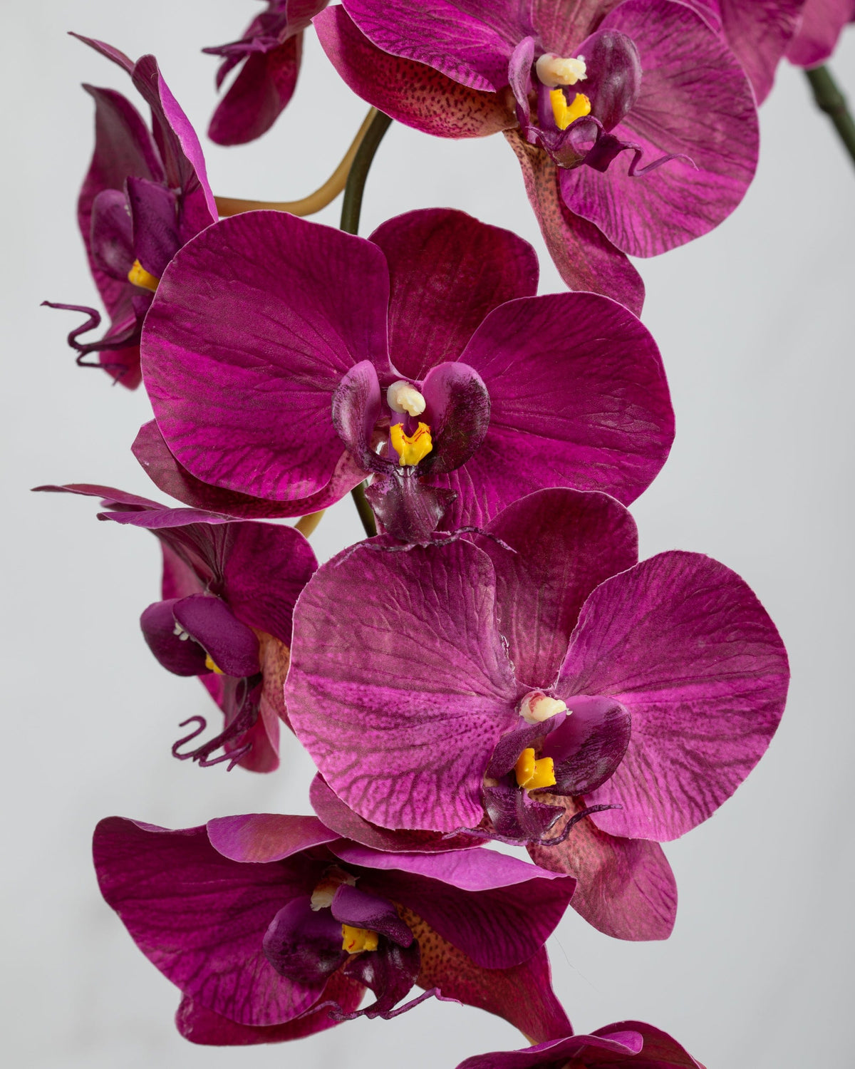 Prestige Botanicals Artificial Cerise Orchid Close up