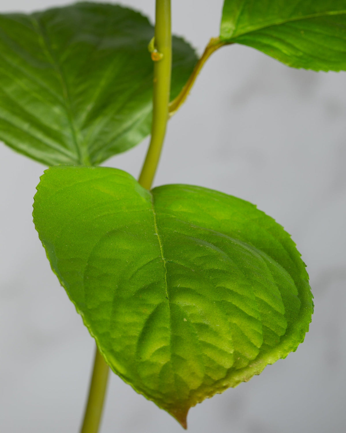 Prestige Botanicals Artificial Green Long Stem Hydrangea leaf close up