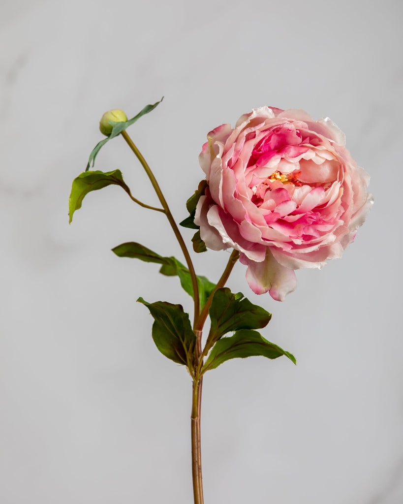 Deep Pink Dutch Peony - Individual floral stem - Carte Fini