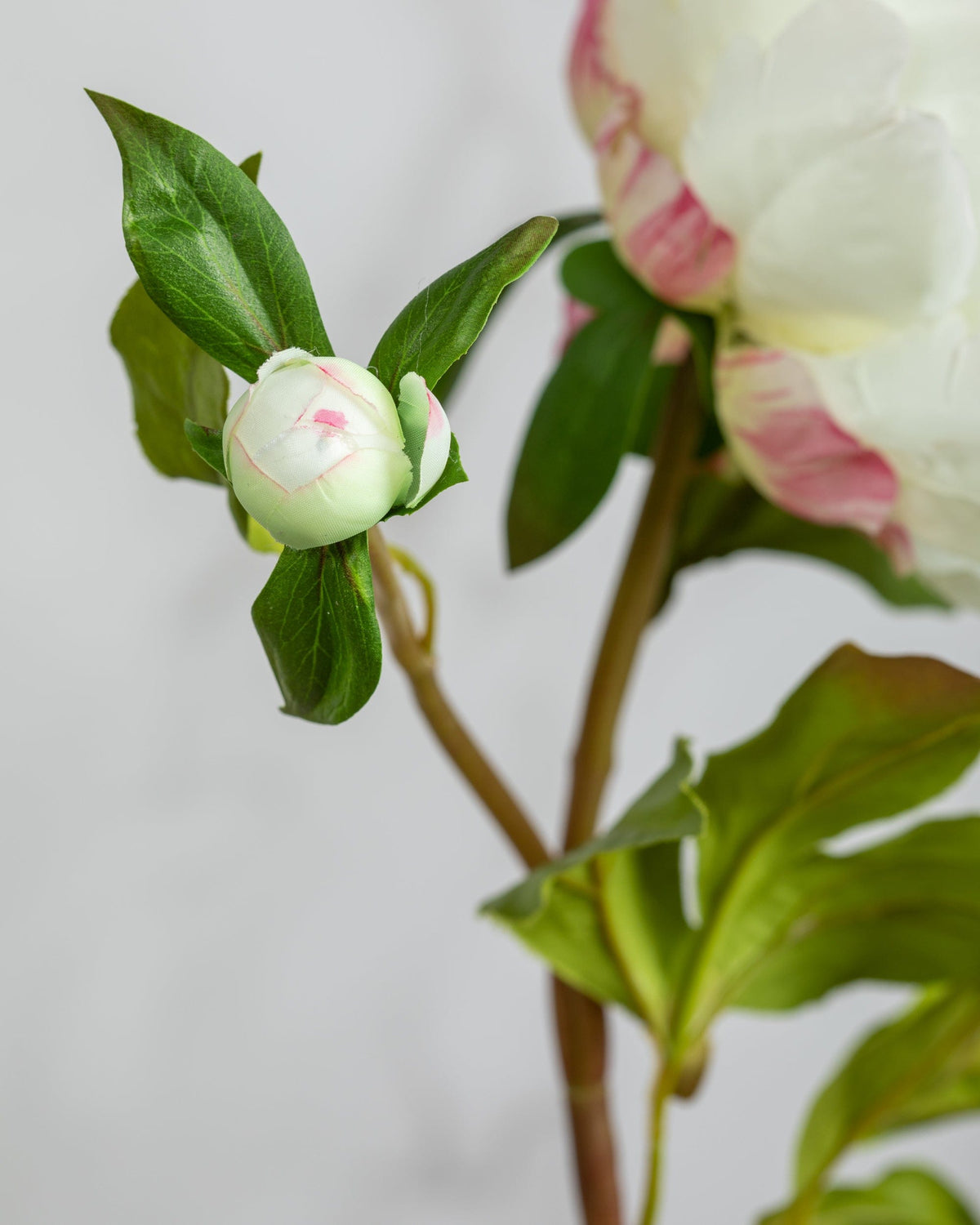 Prestige Botanicals Artificial White Peonies bud close up