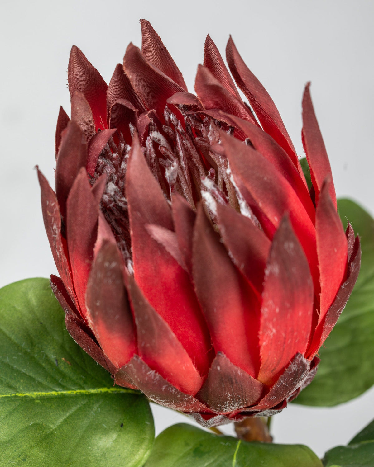 Prestige Botanicals Artificial King Red Protea close up