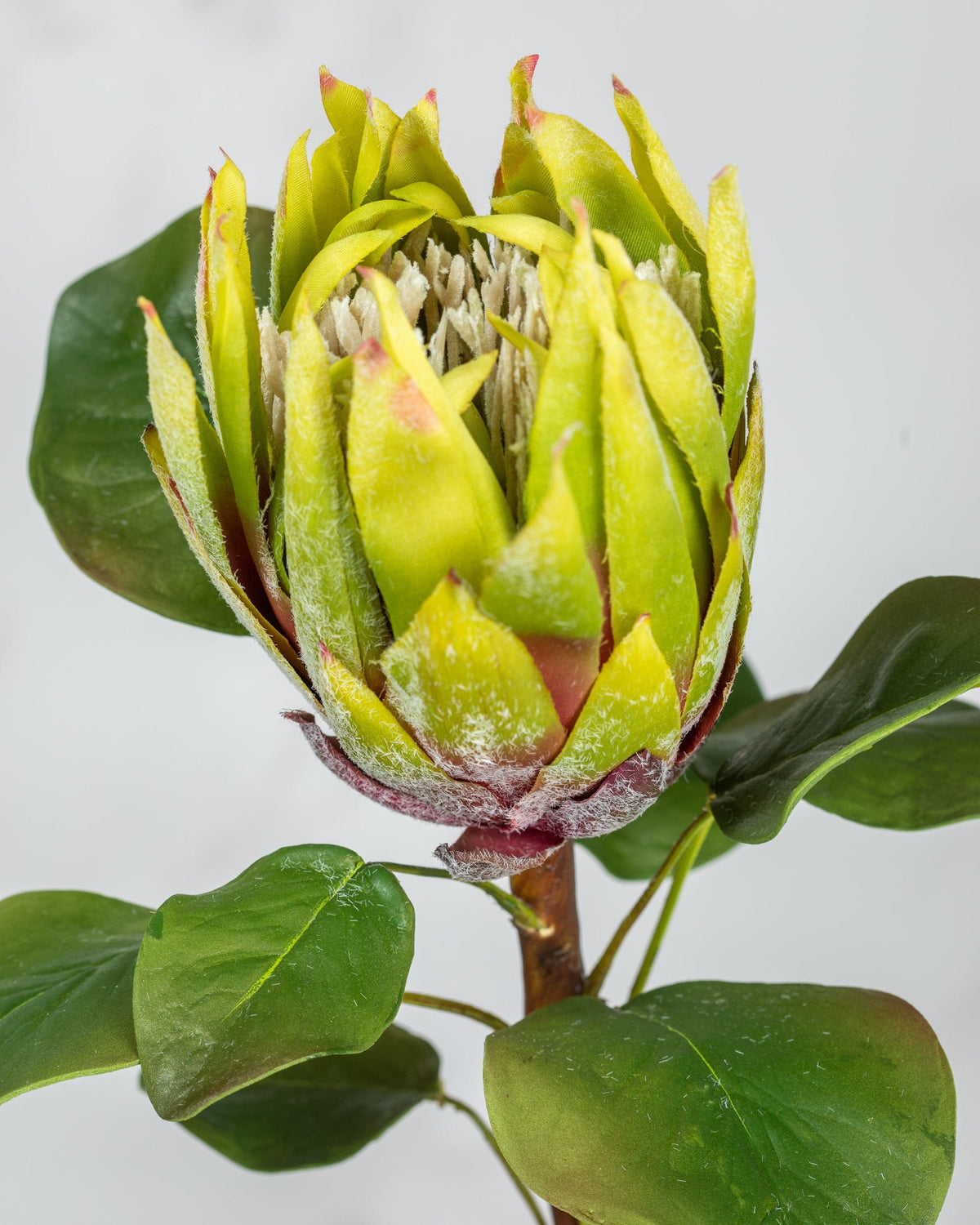 Prestige Botanicals Artificial Green King Protea close up