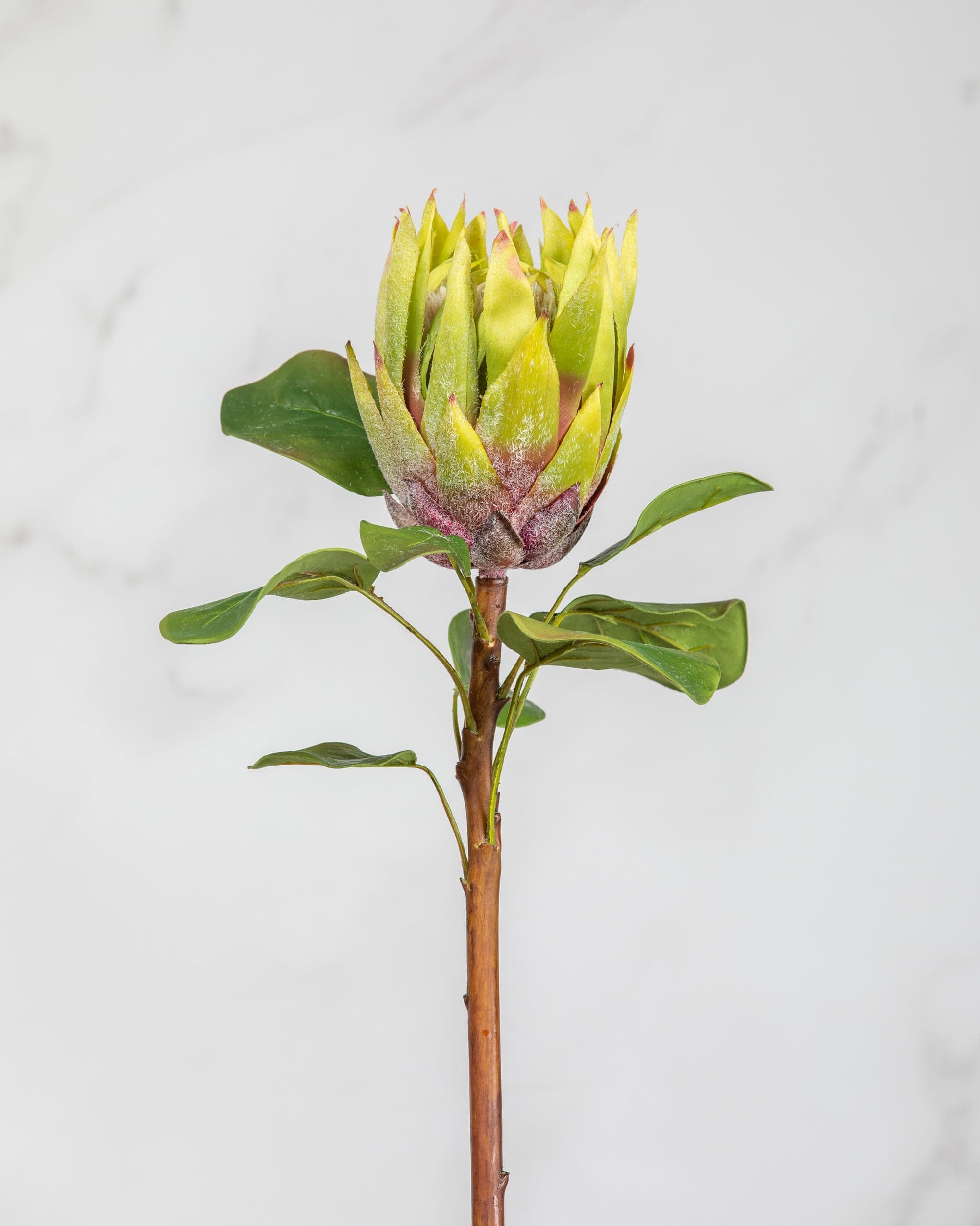 Prestige Botanicals Artificial Green King Protea