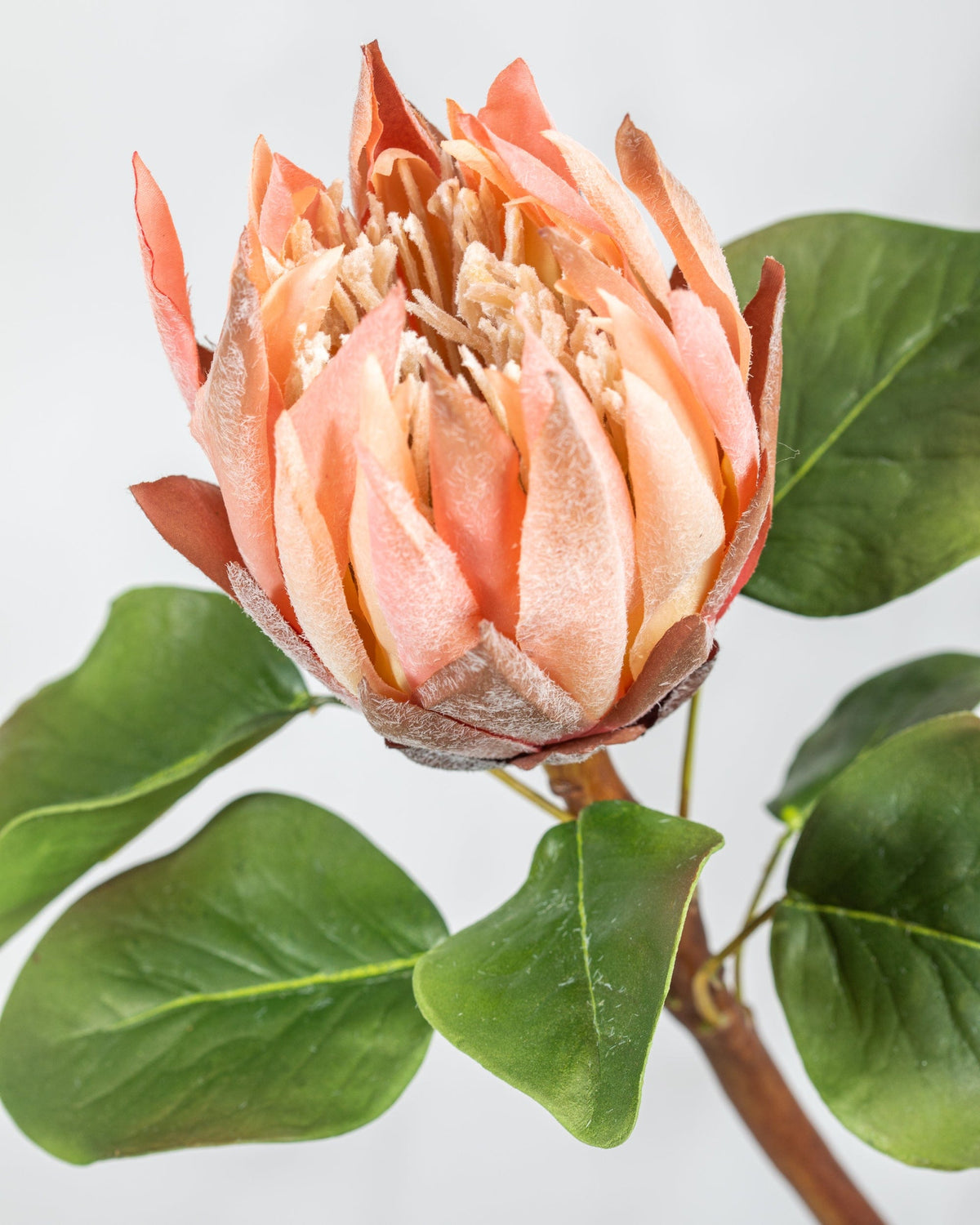 Prestige Botanicals Artificial King Pink Protea close up