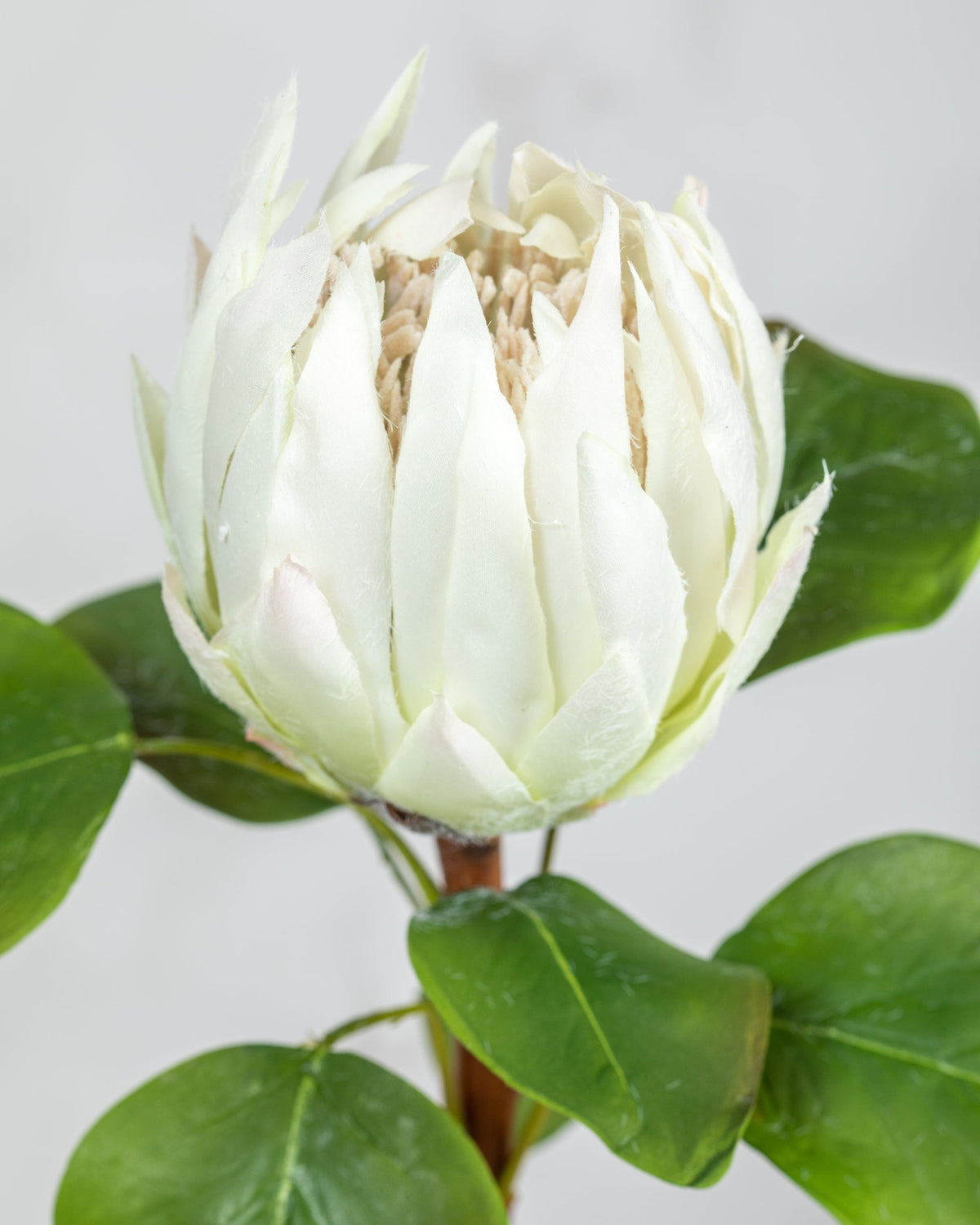 Prestige Botanicals Artificial White King Protea close up