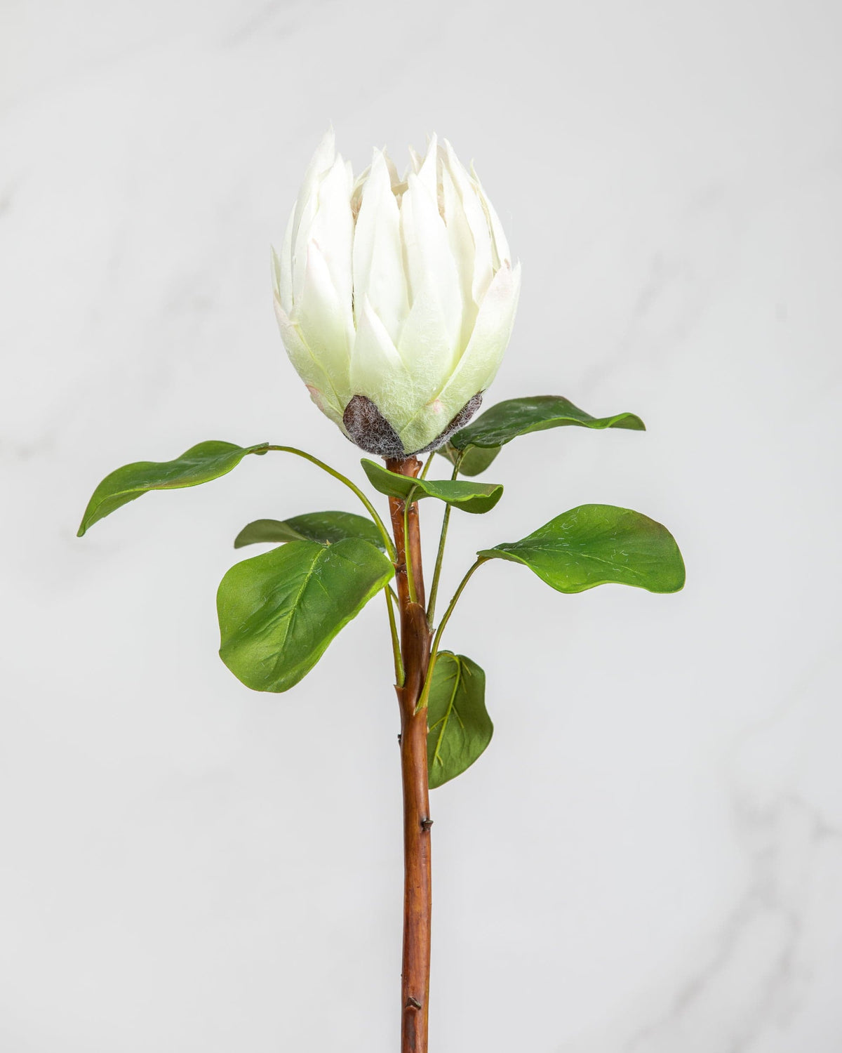 Prestige Botanicals Artificial White King Protea