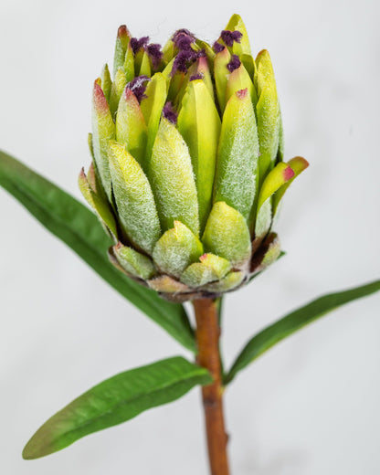 Prestige Botanicals Artificial Green Mink Protea close up