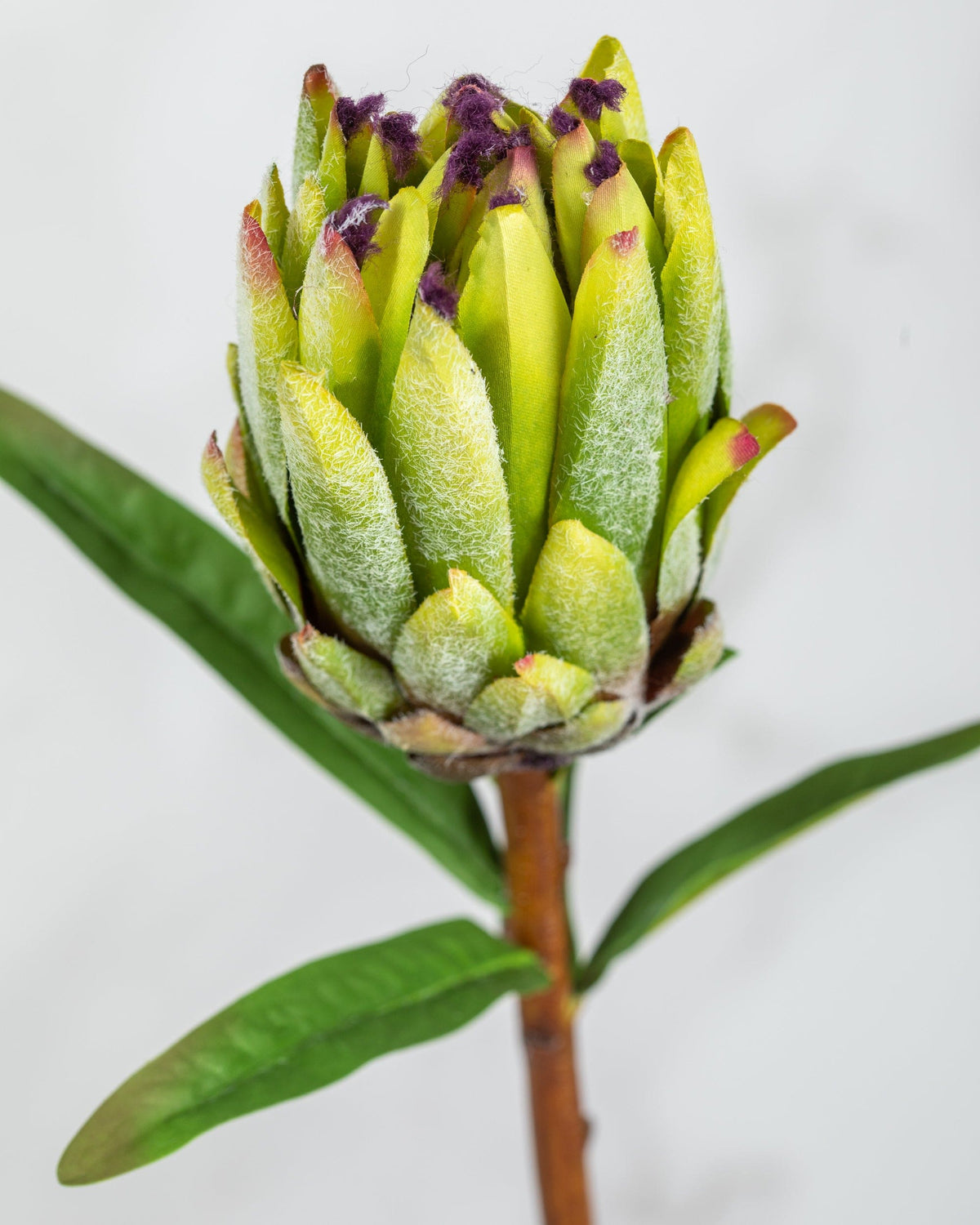 Prestige Botanicals Artificial Green Mink Protea close up