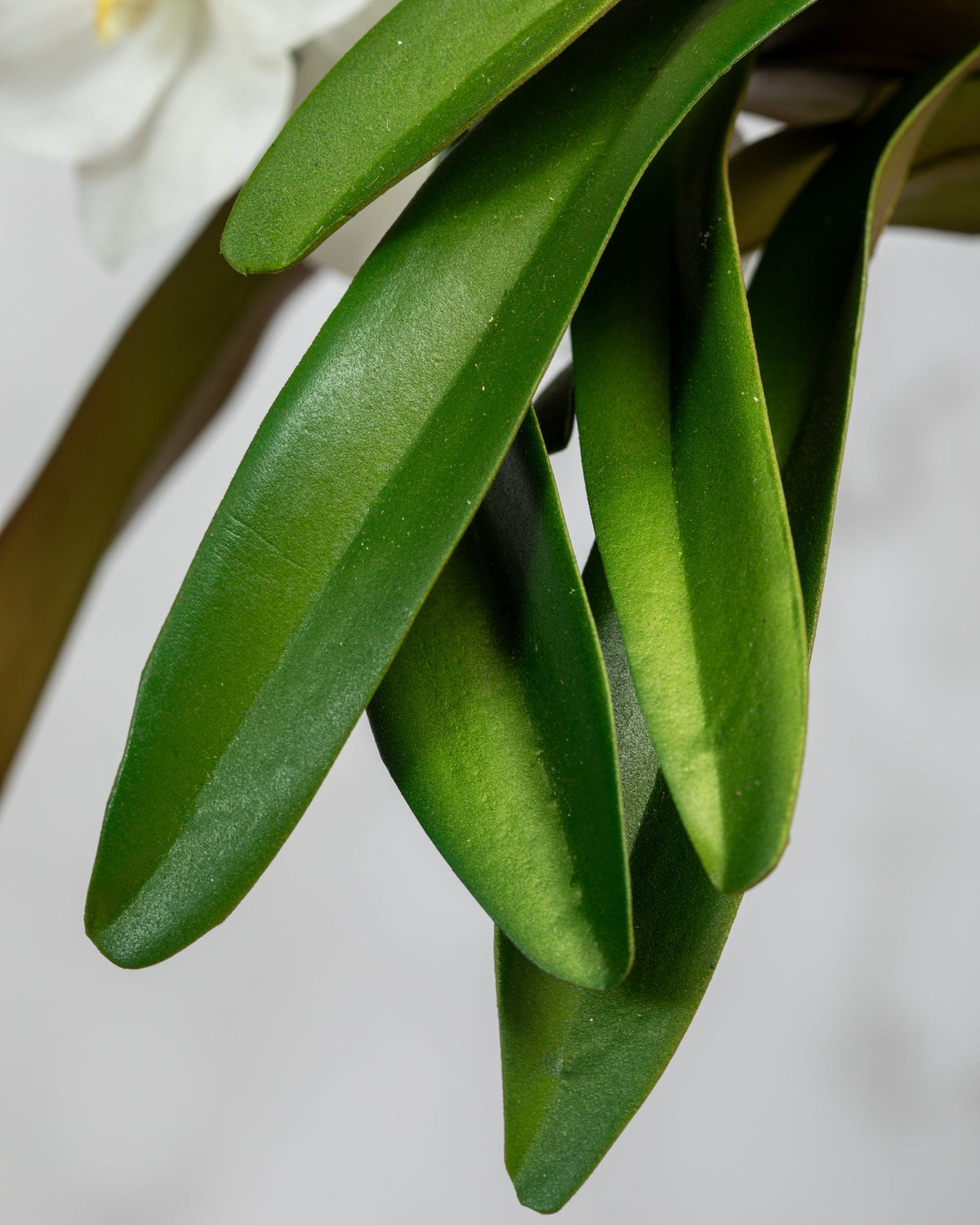Prestige Botanicals Artificial White Vanda Orchid Plant close up