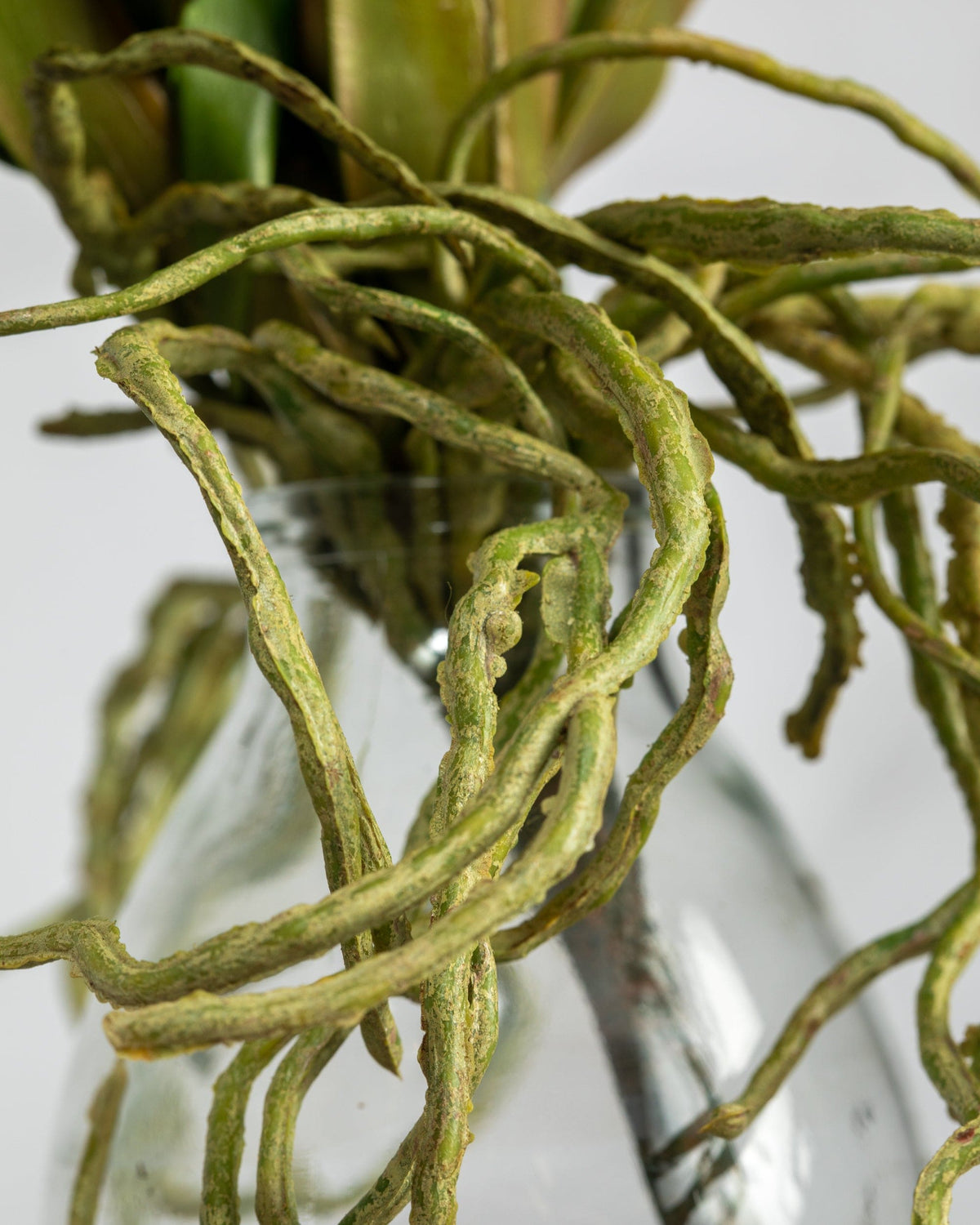 Prestige Botanicals Artificial White Vanda Orchid Plant root close up