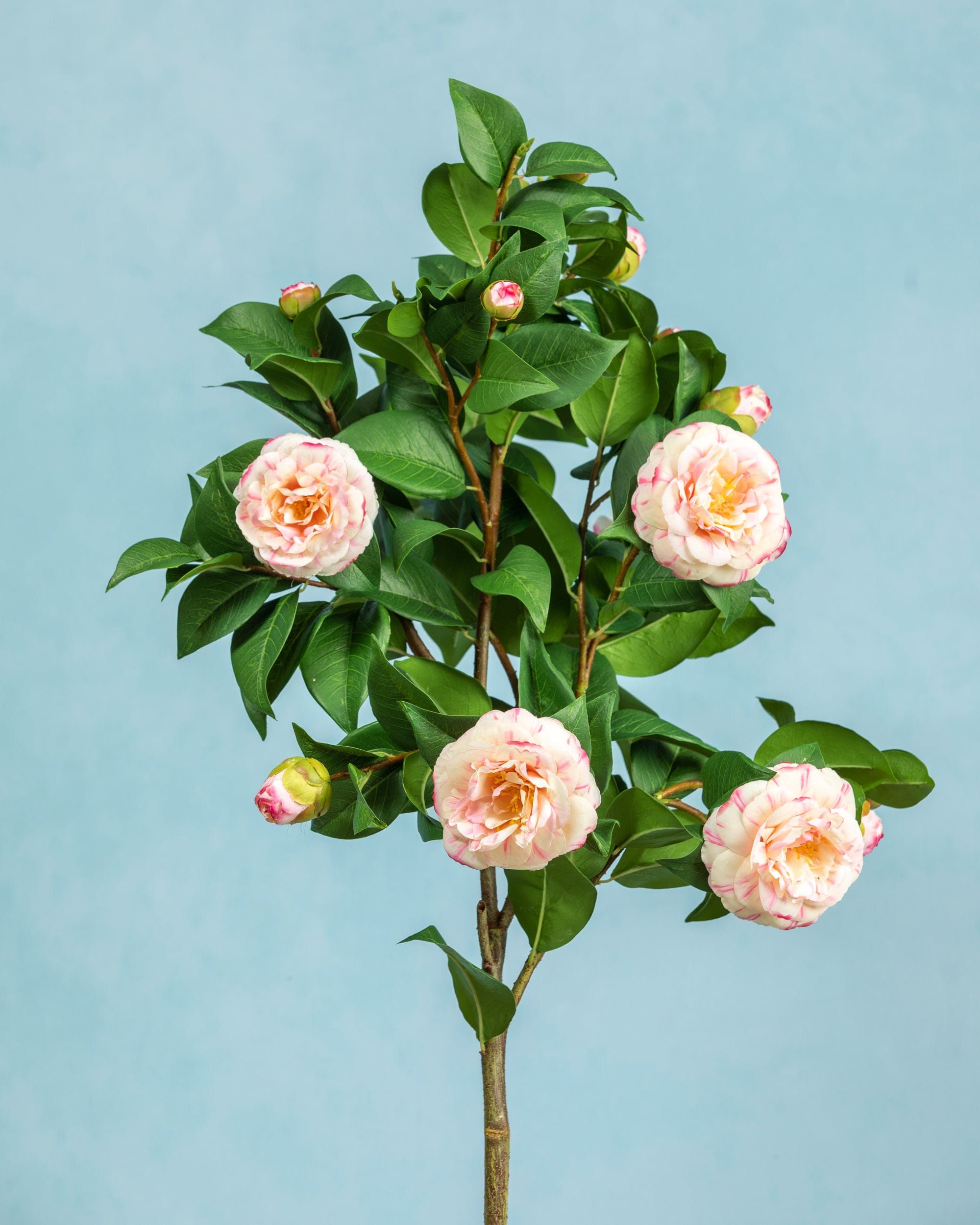 Prestige Botanicals Artificial Pink Camellia Topiary