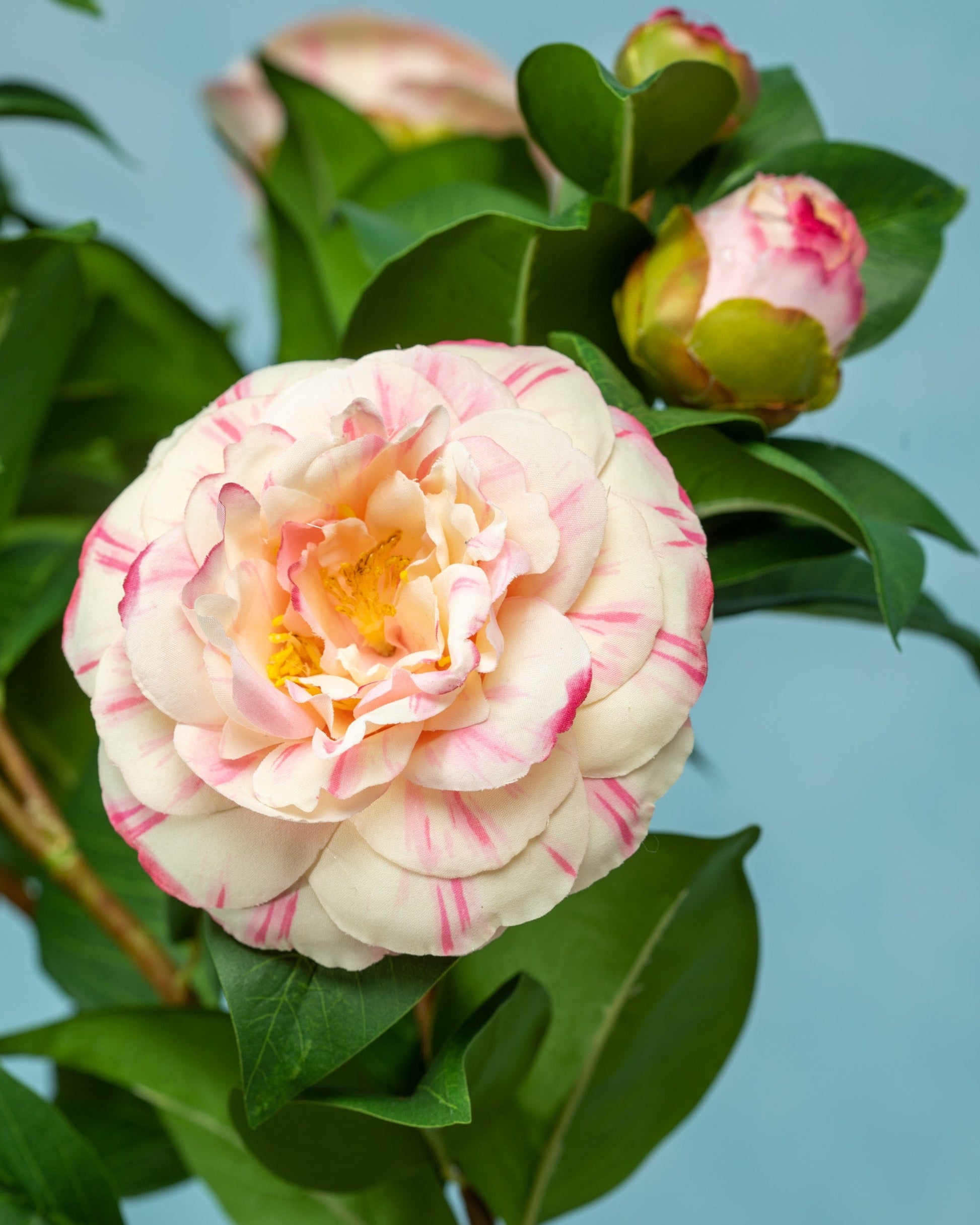 Prestige Botanicals Artificial Pink Camellia close up