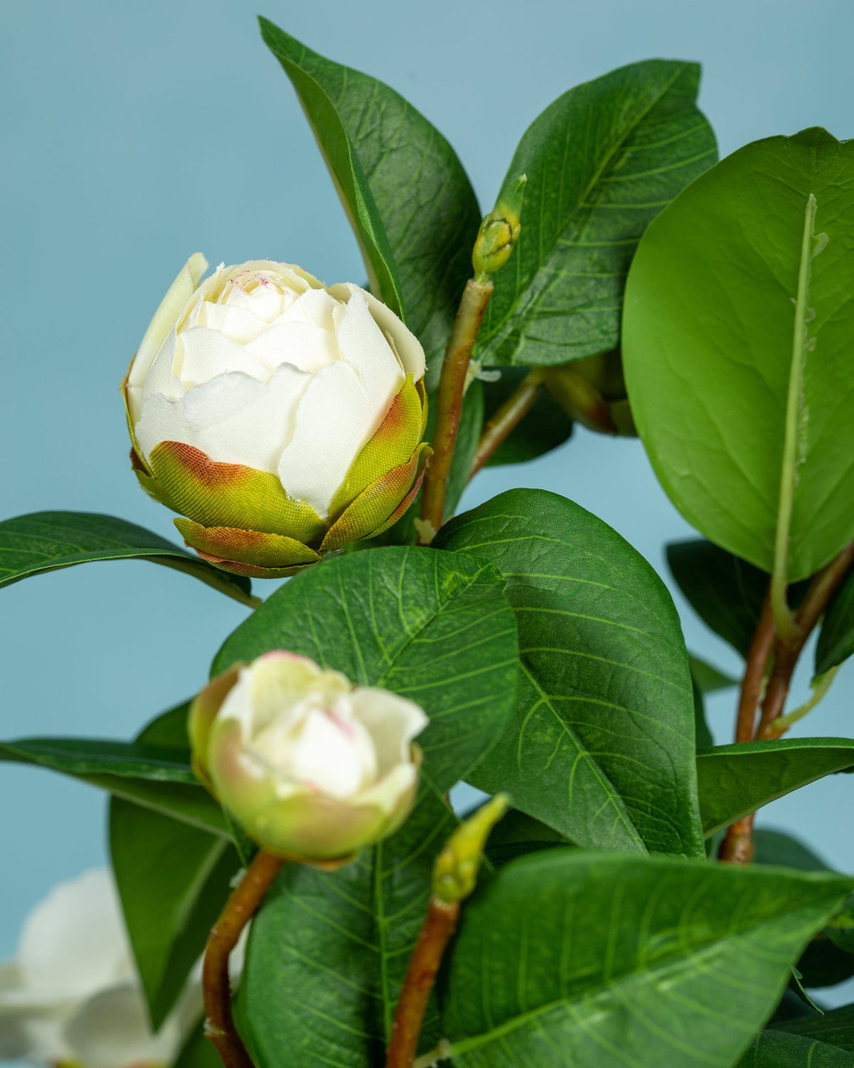 Prestige Botanicals Artificial White Camellia Topiary close up