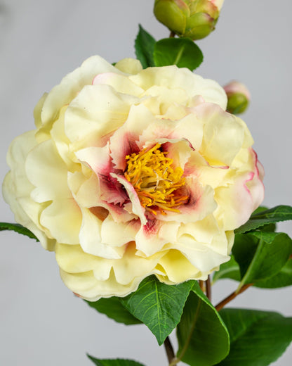 Prestige Botanicals Artificial Cream Ruffle Camellia close up