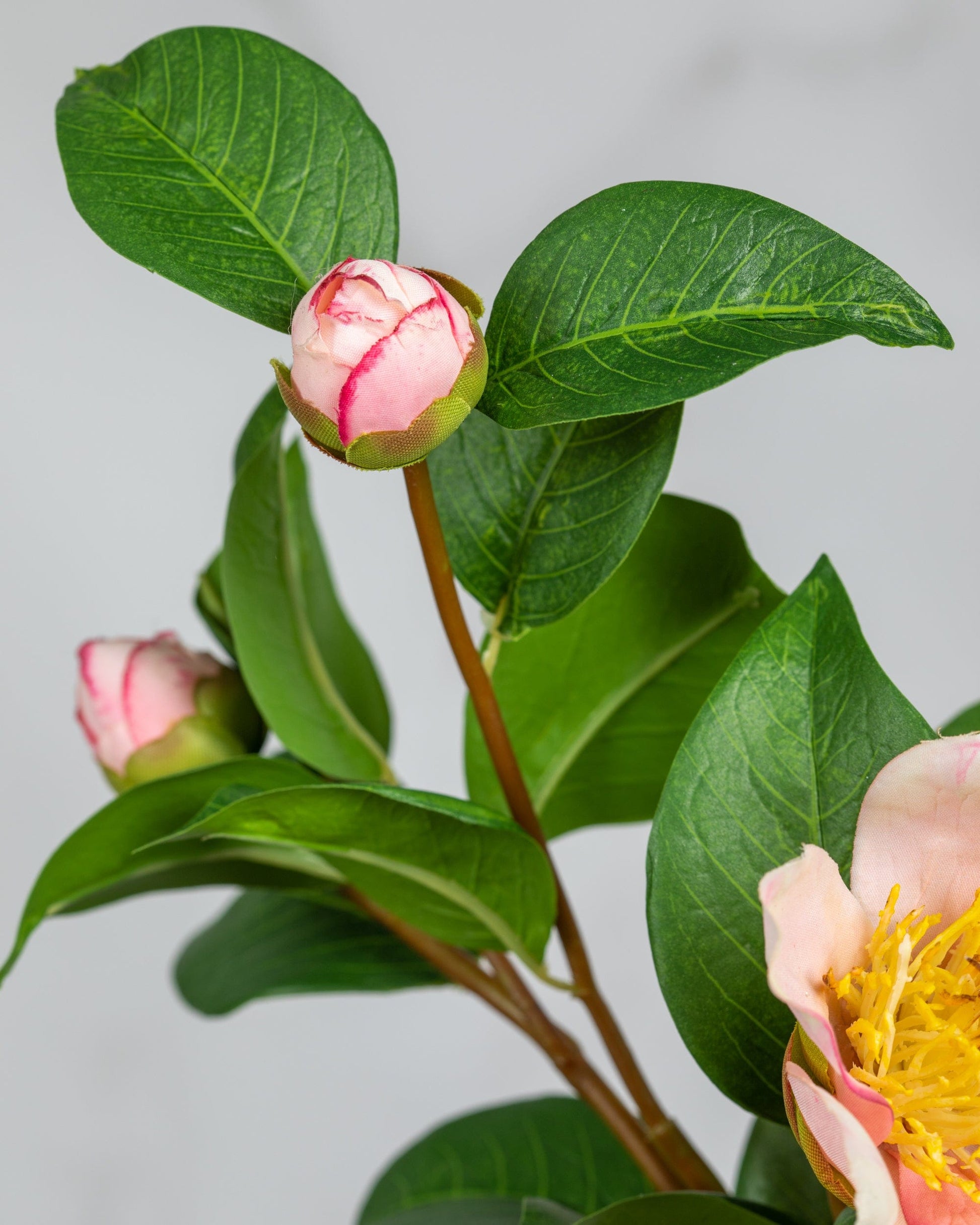 Prestige Botanicals Artificial Pink Sasanqua Camellia close up