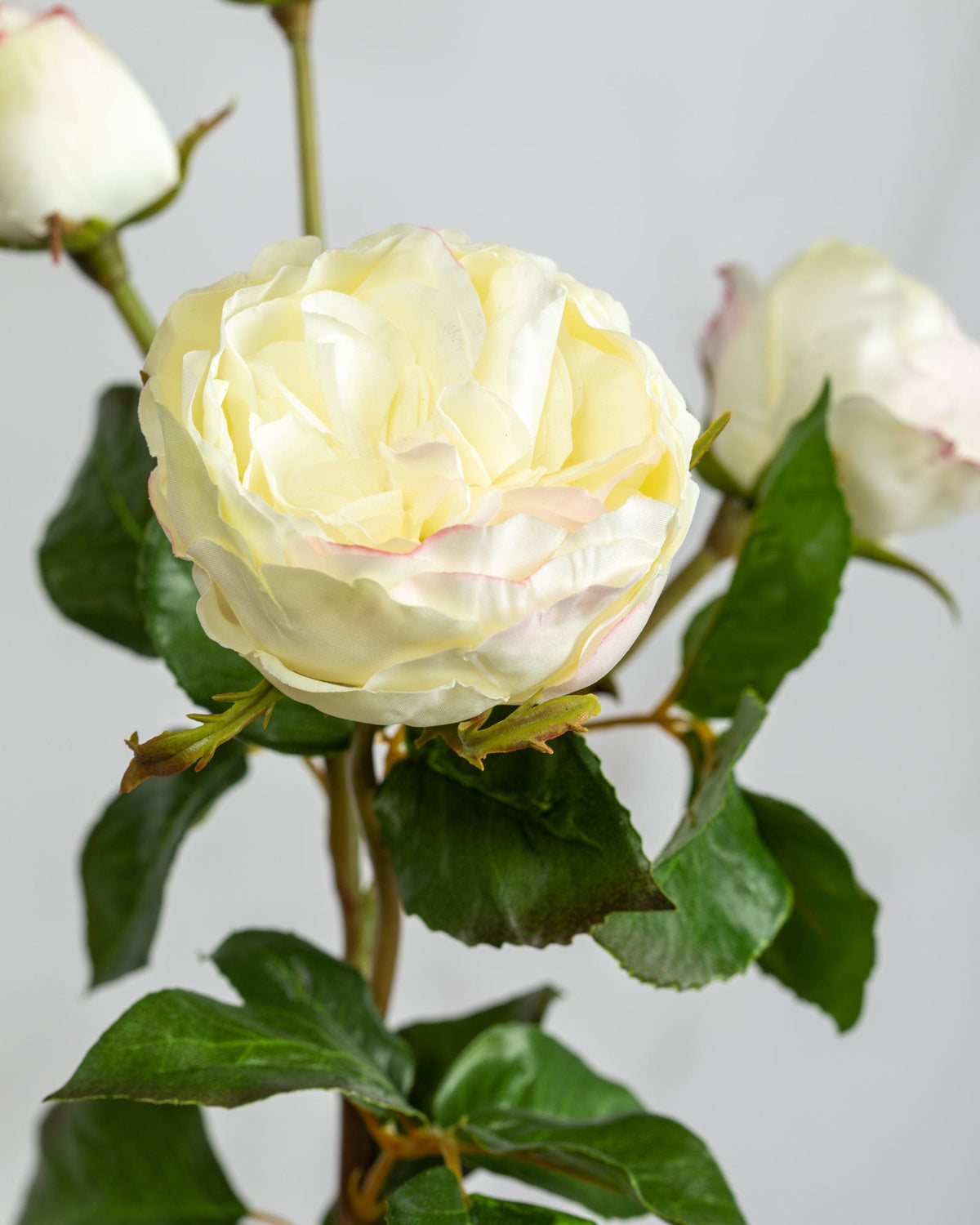Prestige Botanicals Artificial White English Rose close up