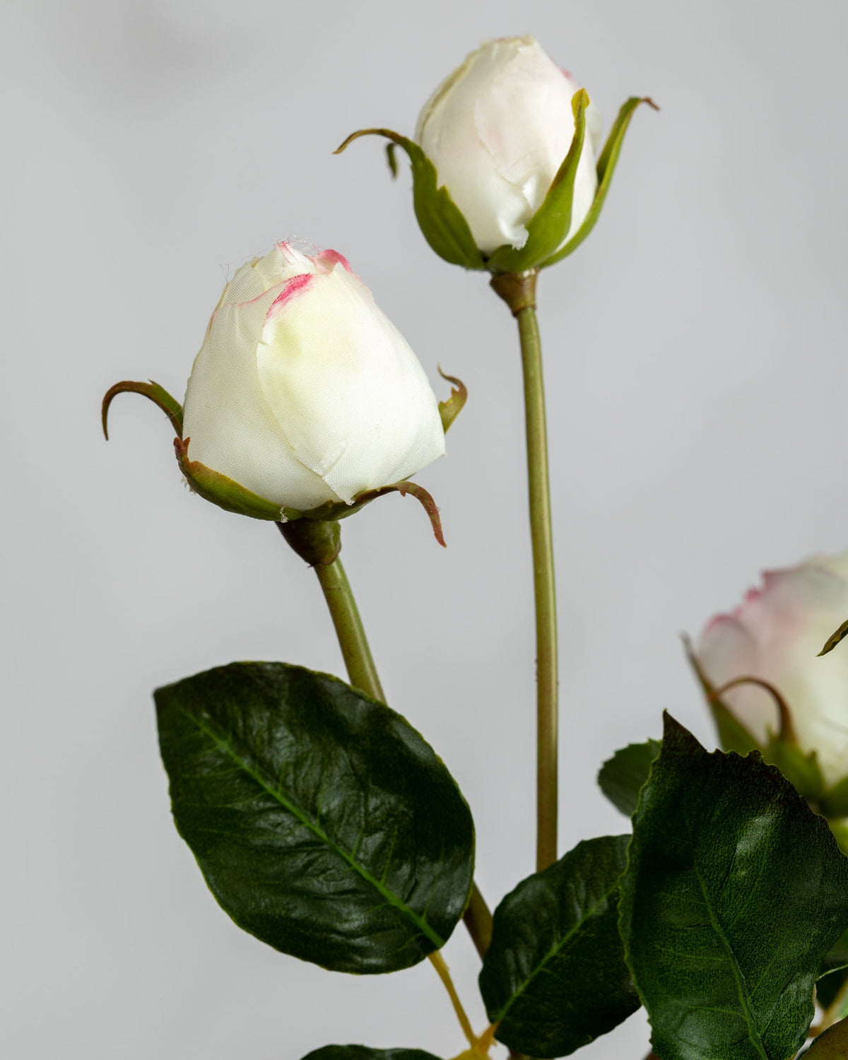 Prestige Botanicals Artificial White English Rose bud close up