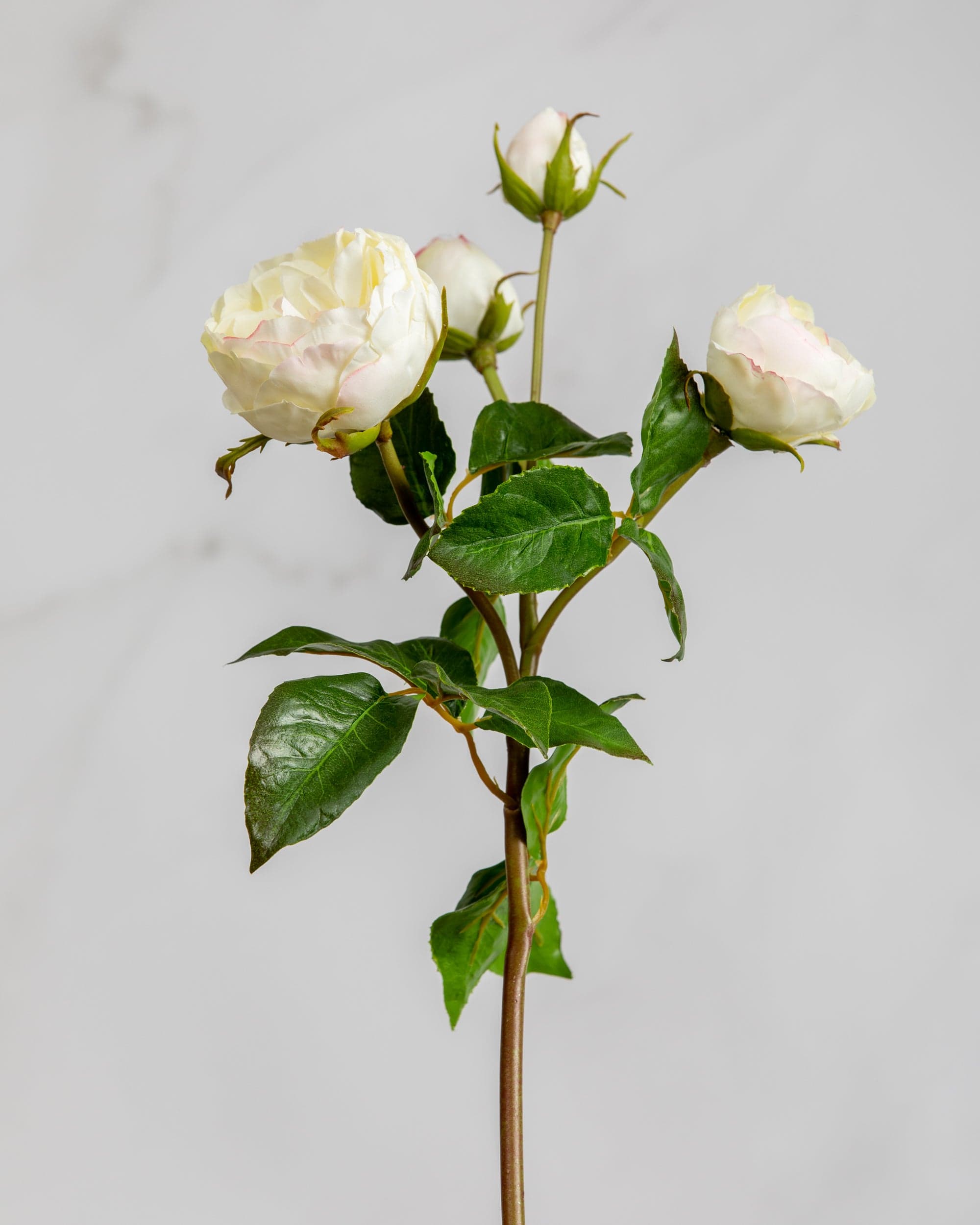 White Roses Rolimon White Rose With Stem