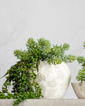 Succulents